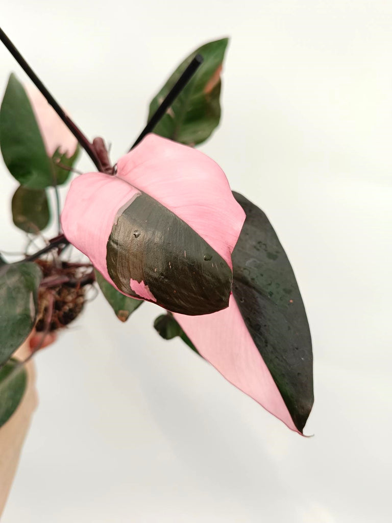 Philodendron pink princess variegata