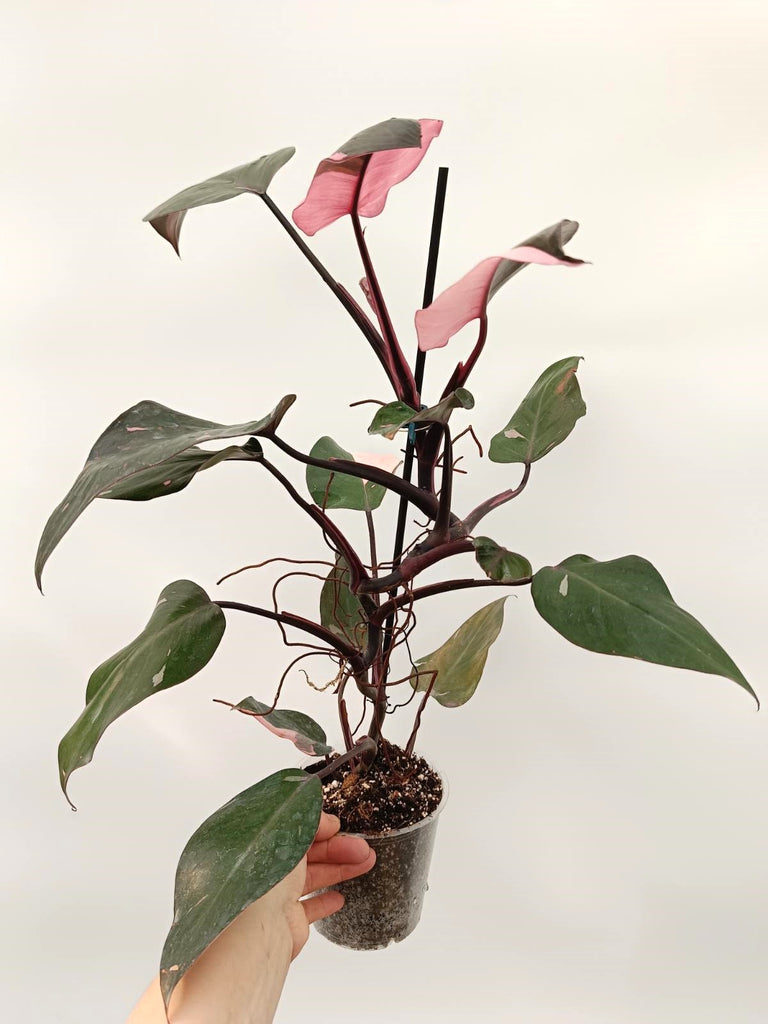 Philodendron pink princess variegata