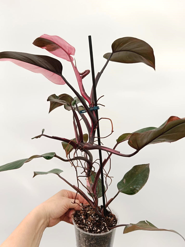 Philodendron pink princess variegata