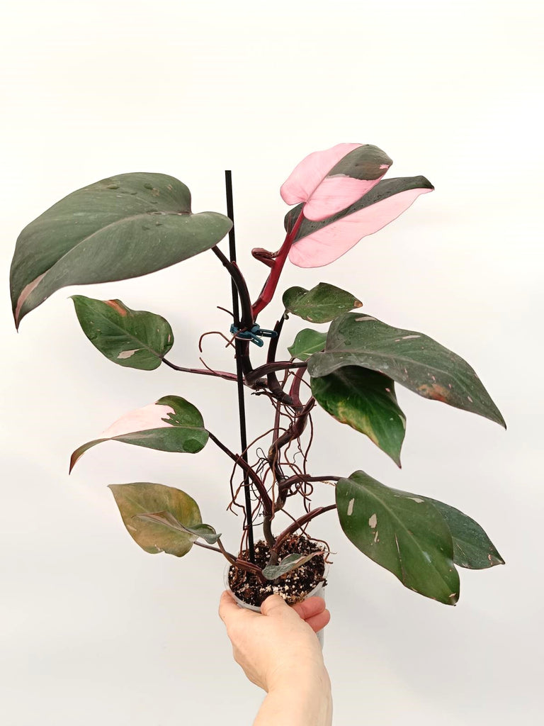 Philodendron pink princess variegata