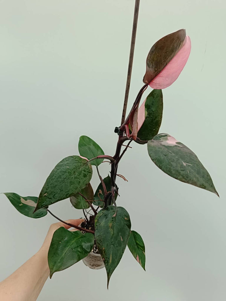 Philodendron pink princess 