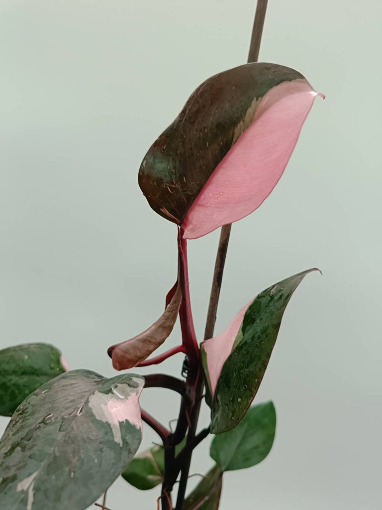 Philodendron pink princess 