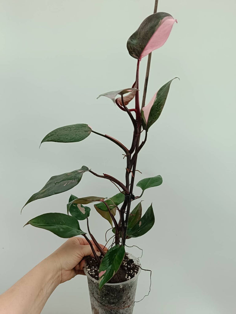 Philodendron pink princess 