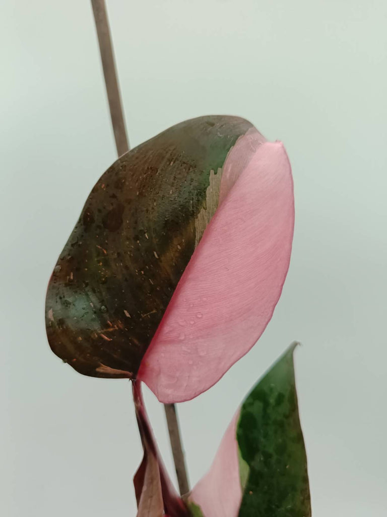 Philodendron pink princess 