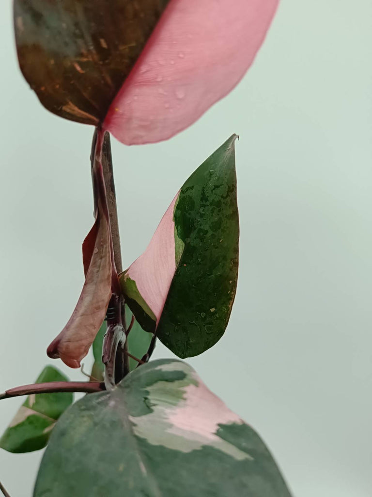 Philodendron pink princess 