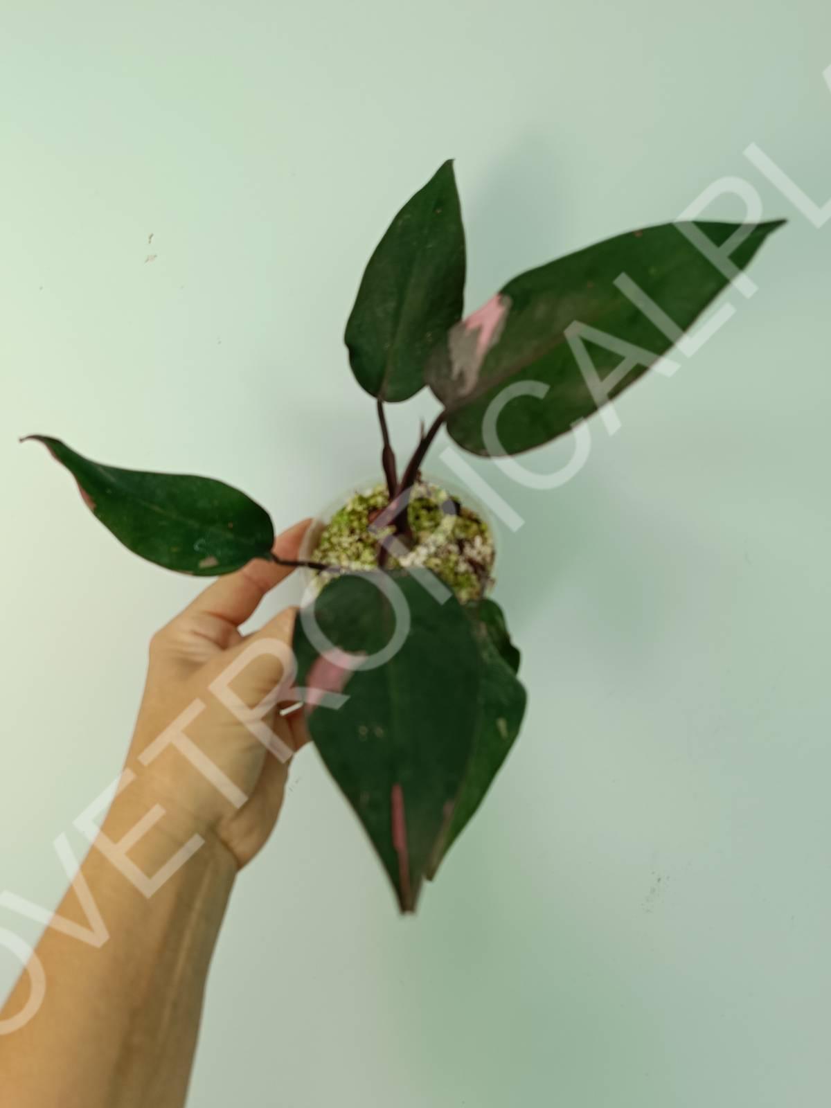 pink princess philodendron plant for sale Philodendron pink princess (young plant)