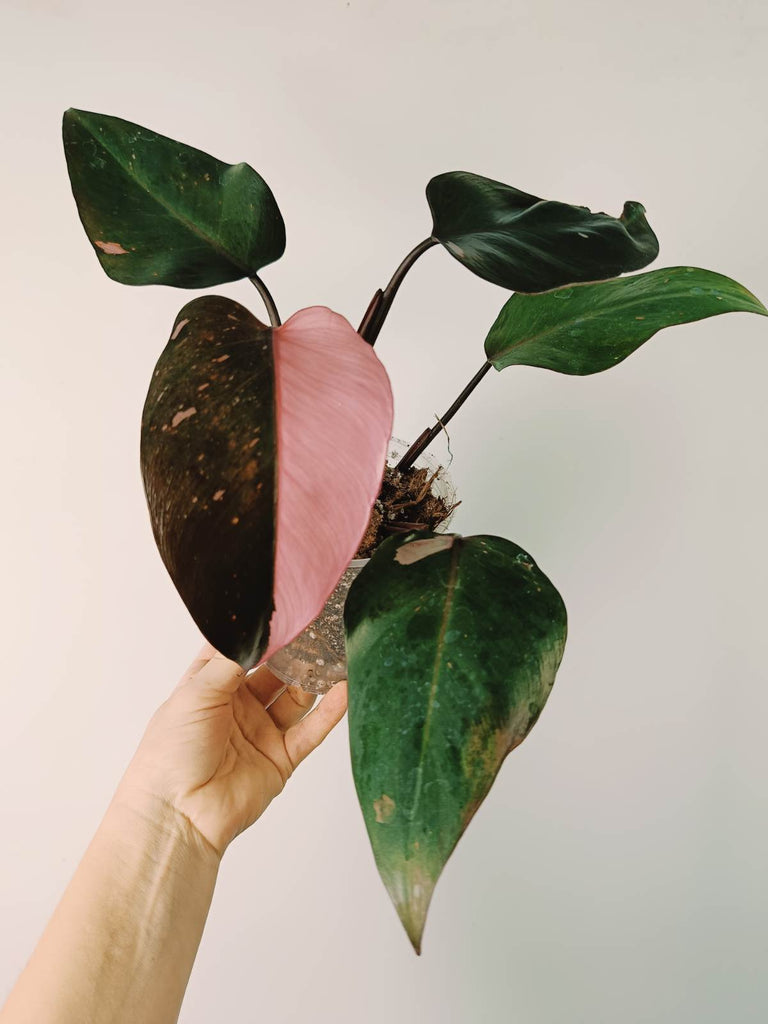 Philodendron pink princess variegata