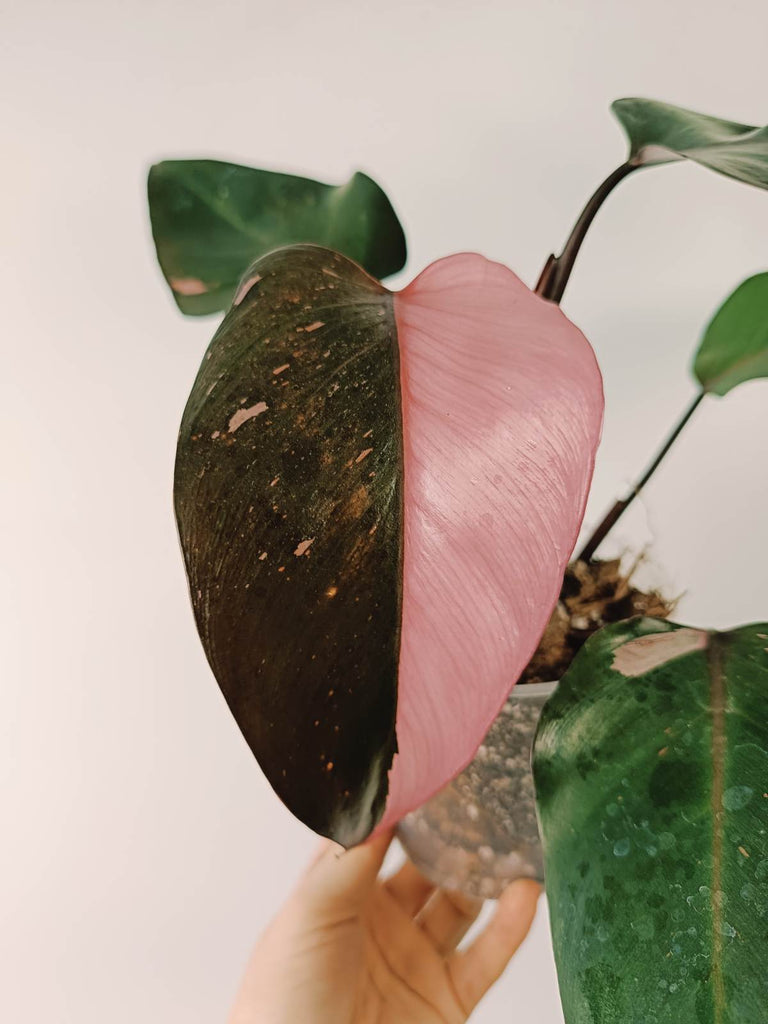 Philodendron pink princess variegata