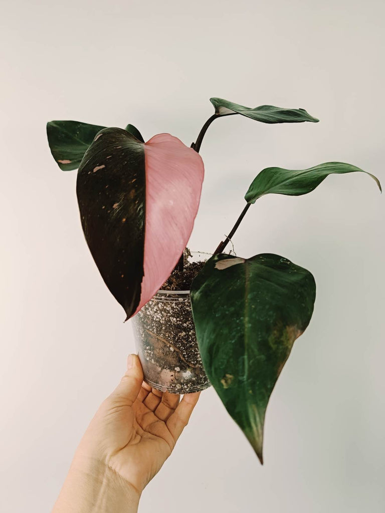 Philodendron pink princess variegata