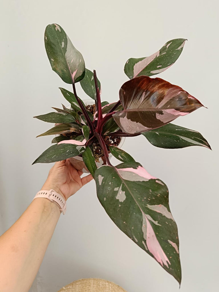 Philodendron pink princess marble