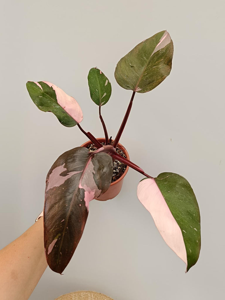 Philodendron pink princess 