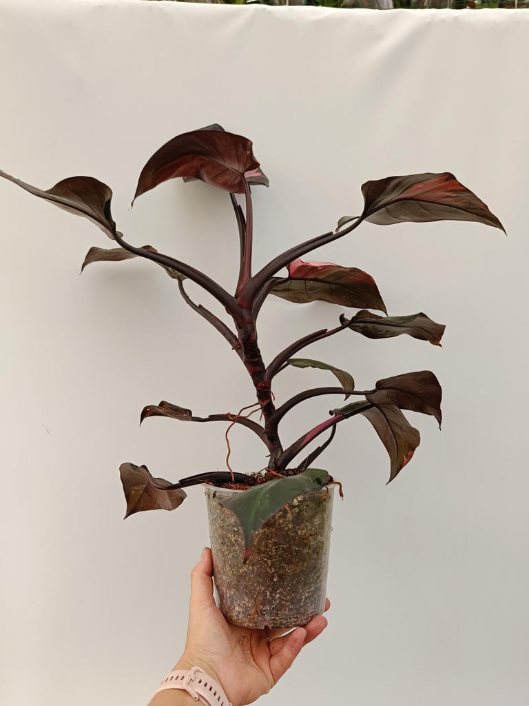 Philodendron pink princess