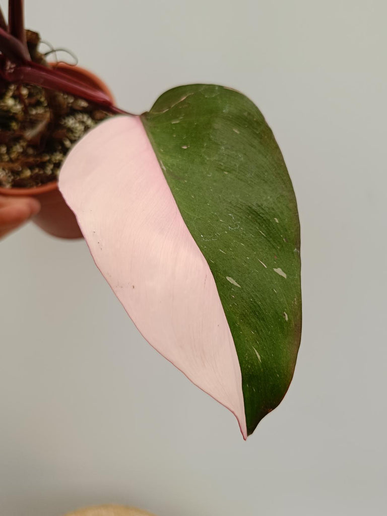 Philodendron pink princess 