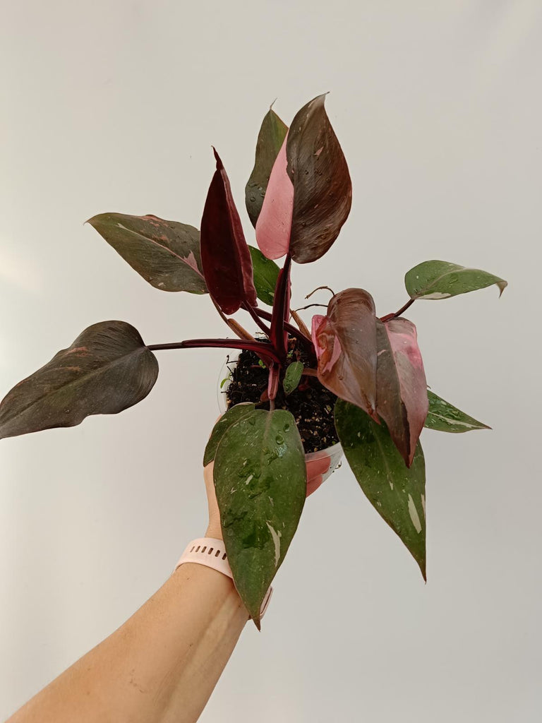 Philodendron pink princess