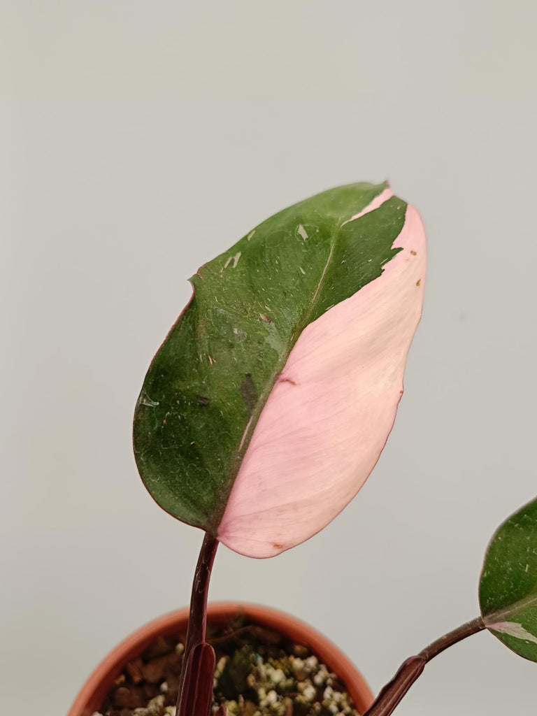 Philodendron pink princess 