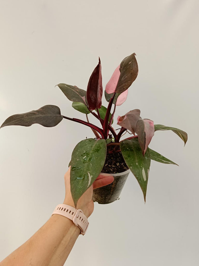 Philodendron pink princess