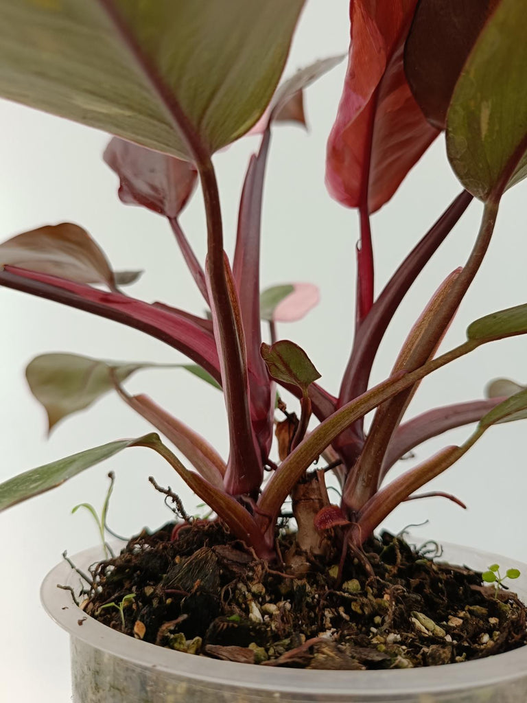 Philodendron pink princess