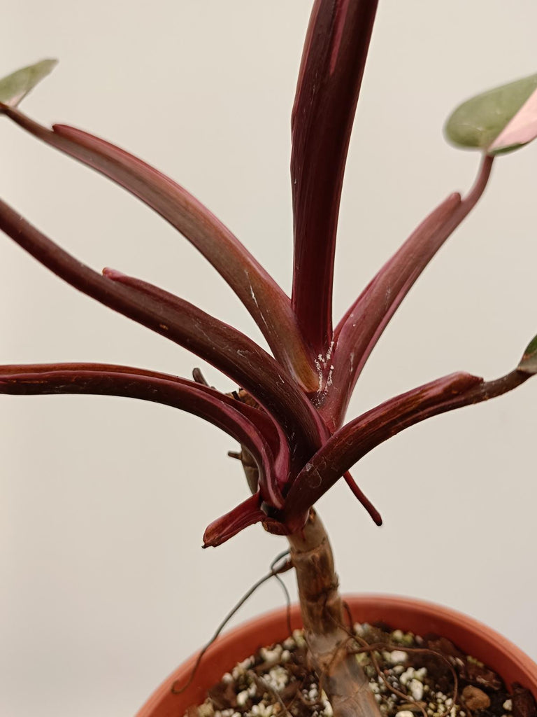 Philodendron pink princess 