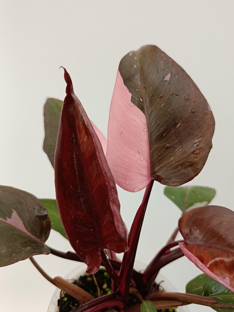 Philodendron pink princess