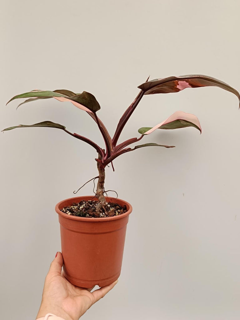 Philodendron pink princess 