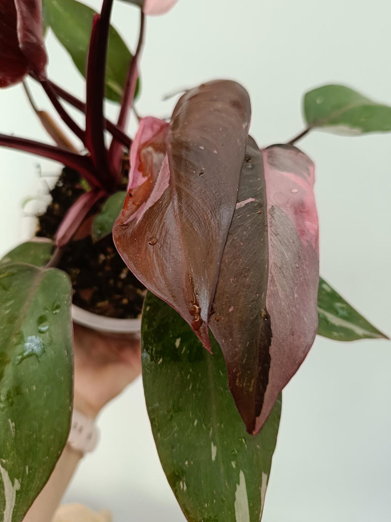 Philodendron pink princess