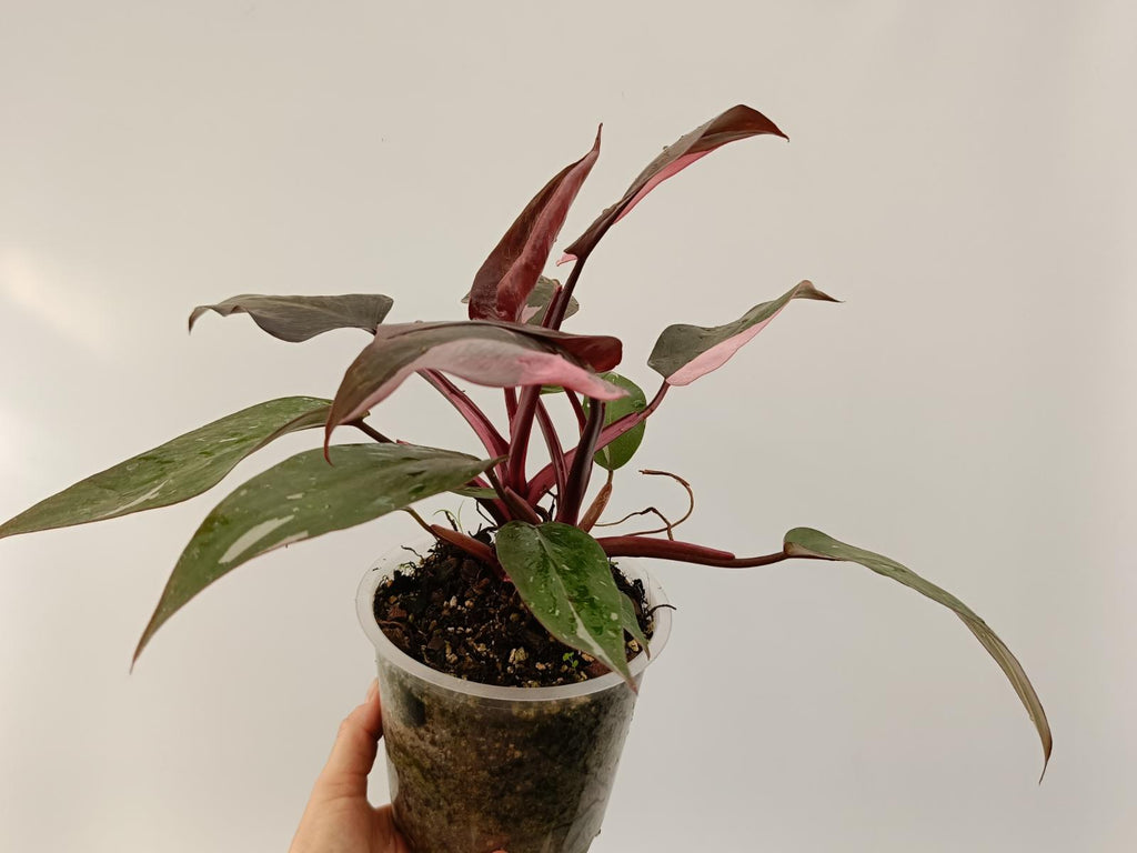 Philodendron pink princess