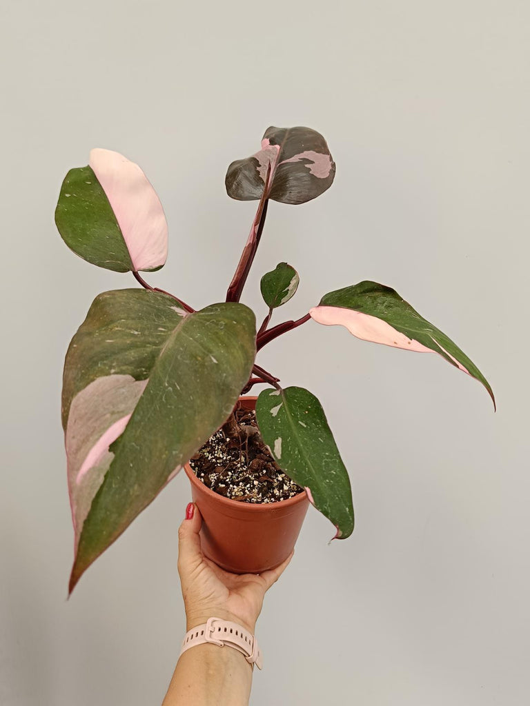 Philodendron pink princess 