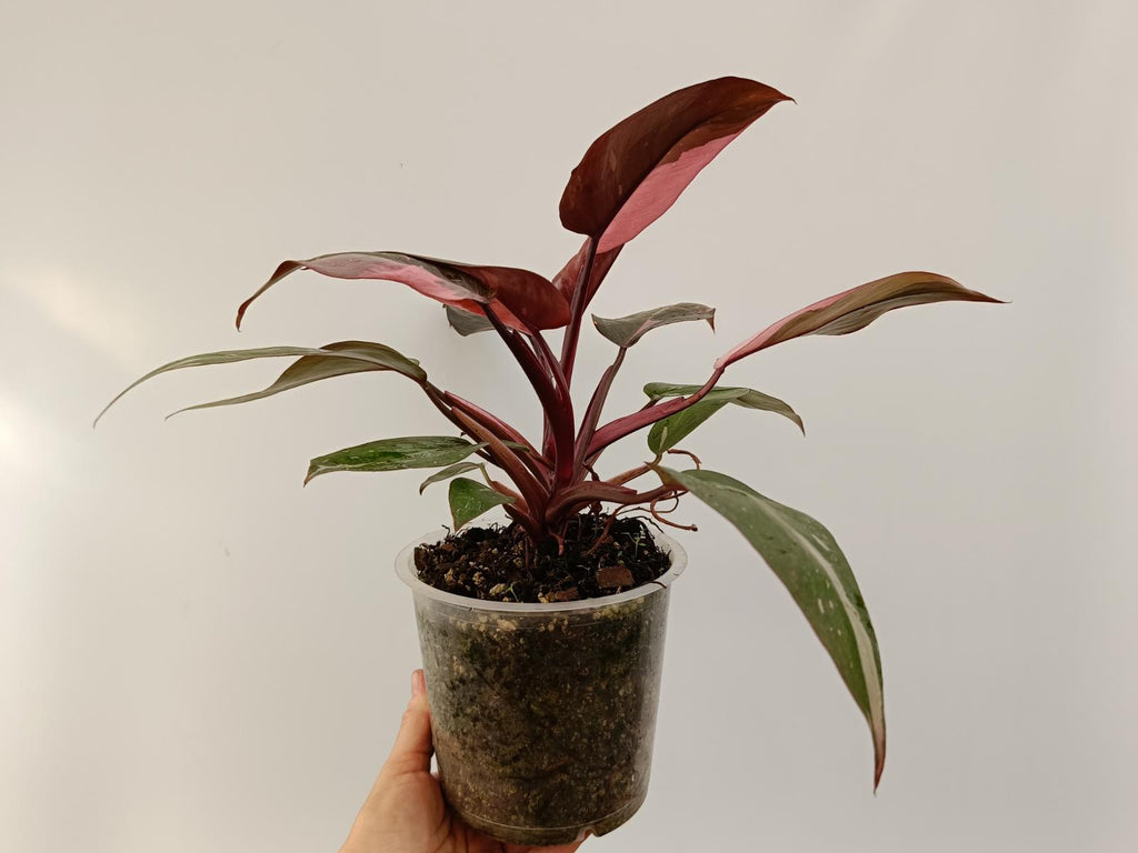 Philodendron pink princess