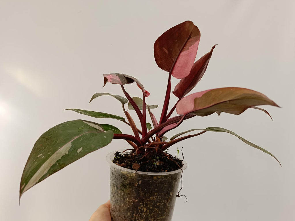 Philodendron pink princess