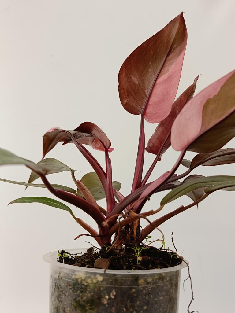 Philodendron pink princess