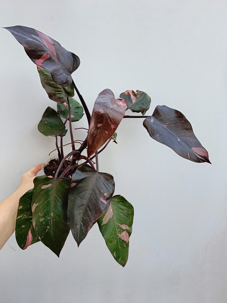 Philodendron pink princess