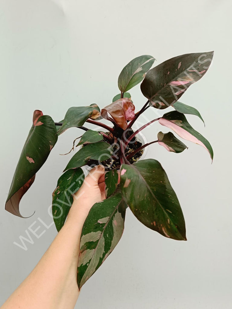 Philodendron pink princess