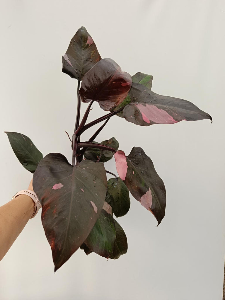 Philodendron pink princess