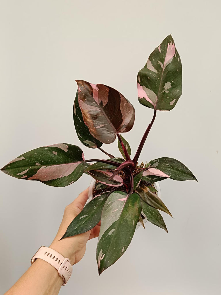 Philodendron pink princess marble