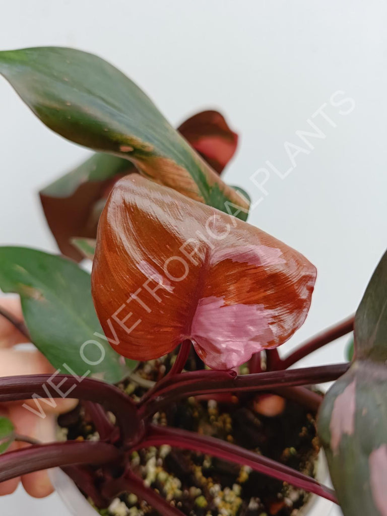 Philodendron pink princess