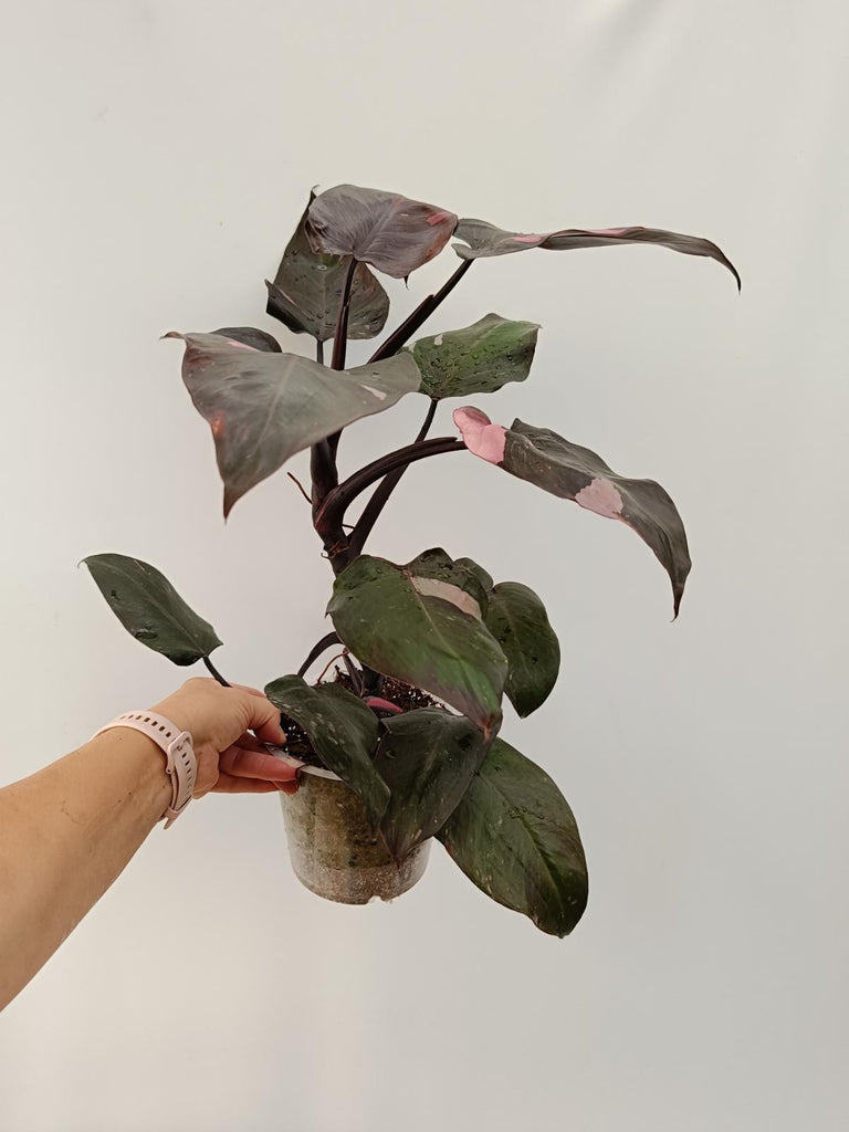 Philodendron pink princess