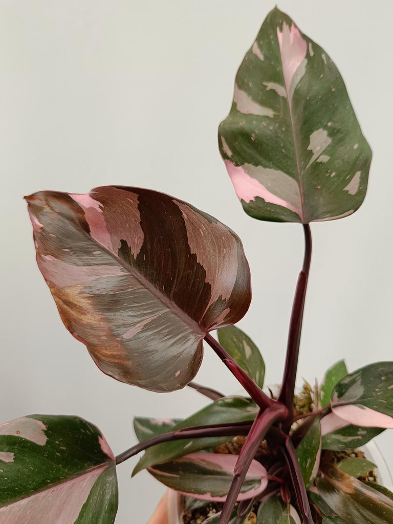 Philodendron pink princess marble