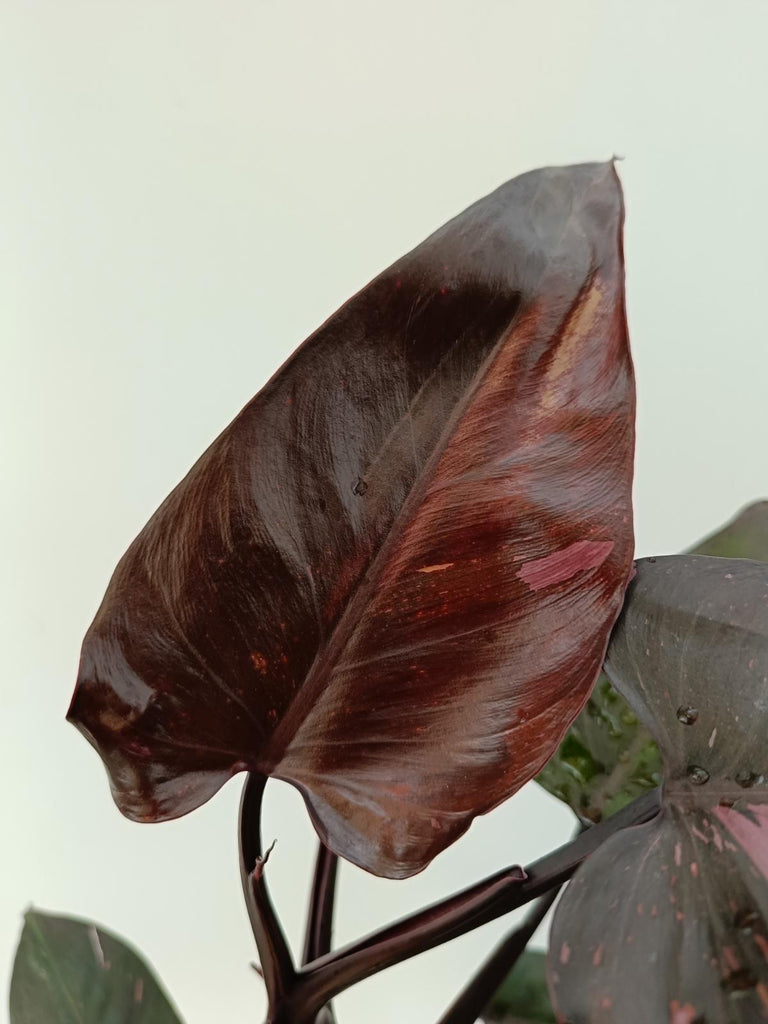 Philodendron pink princess