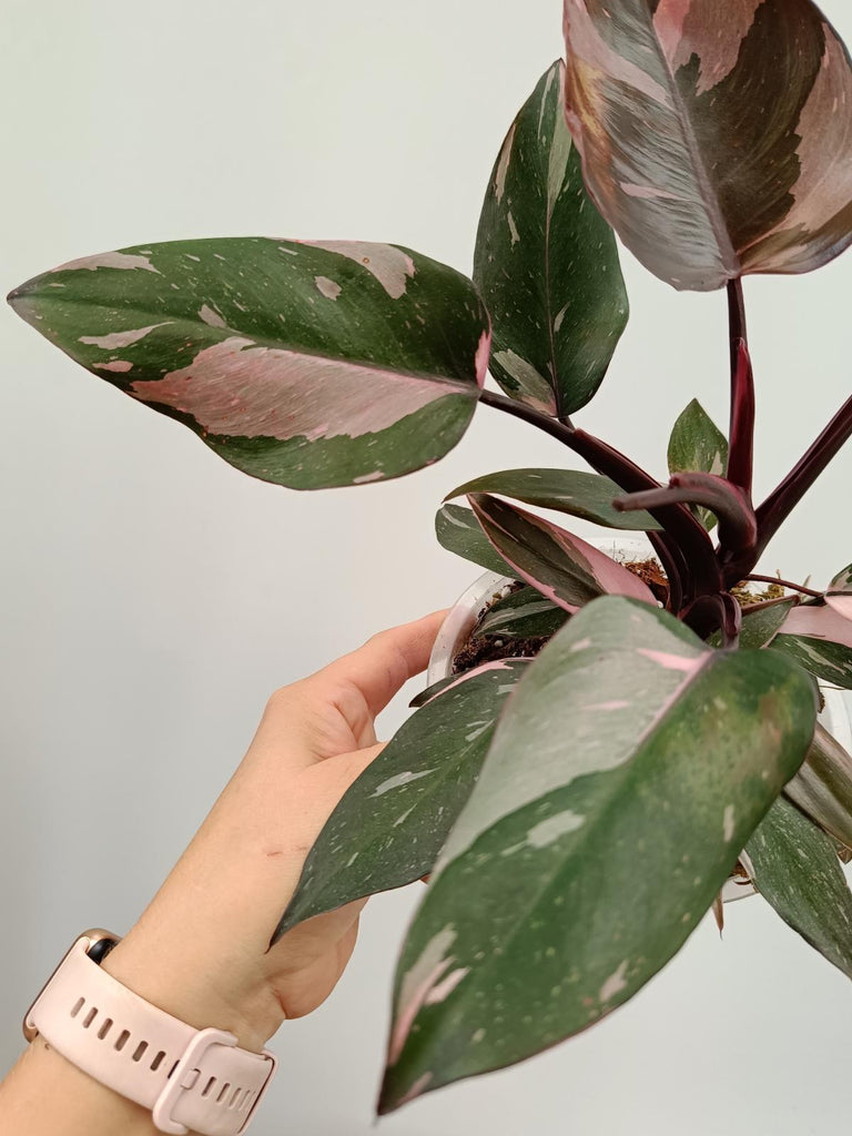 Philodendron pink princess marble