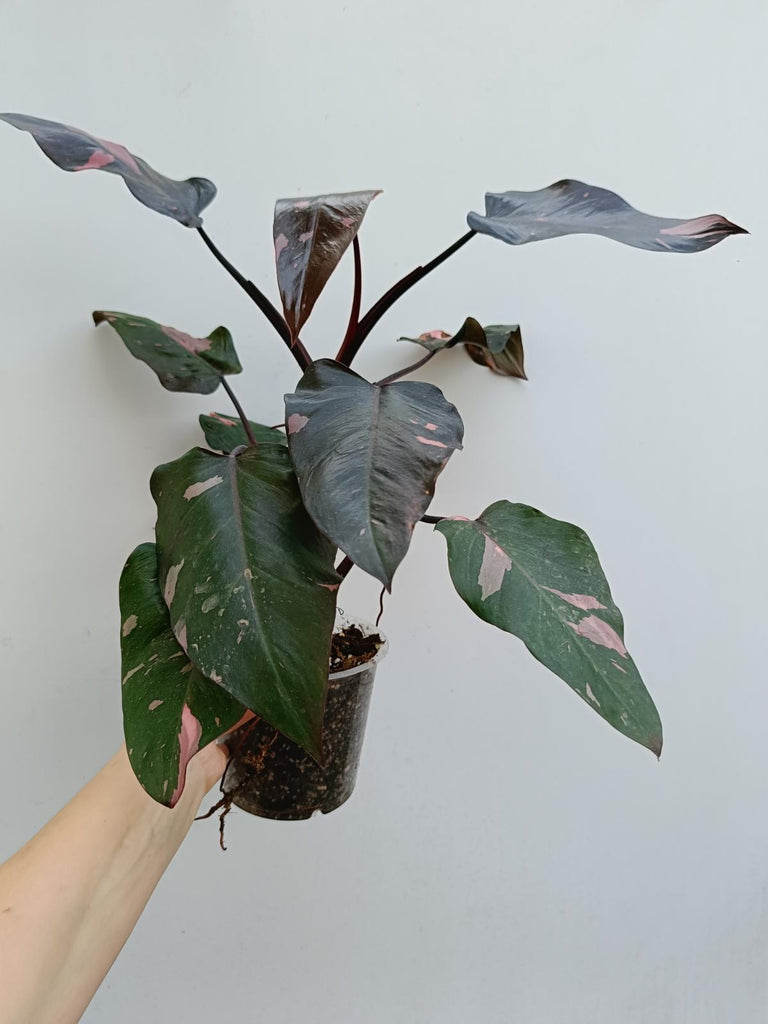 Philodendron pink princess