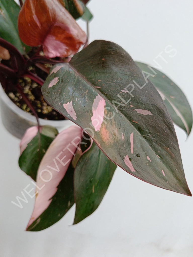 Philodendron pink princess