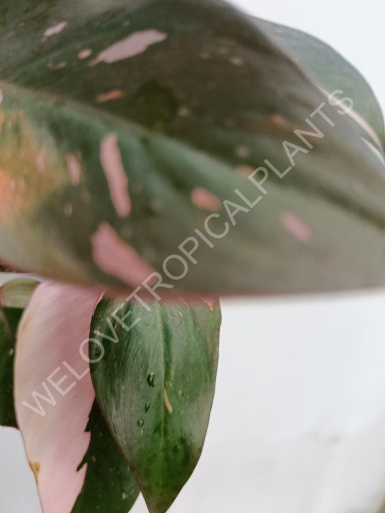 Philodendron pink princess