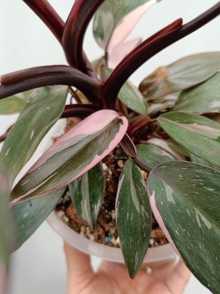 Philodendron pink princess marble