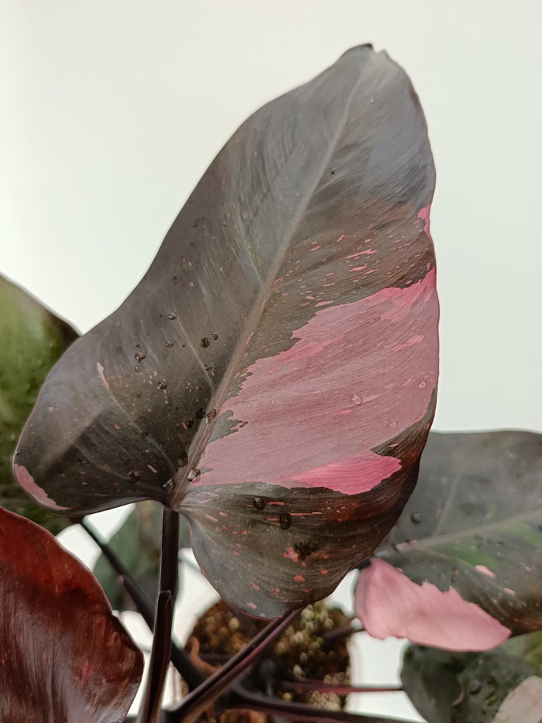 Philodendron pink princess