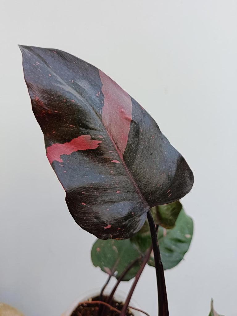 Philodendron pink princess