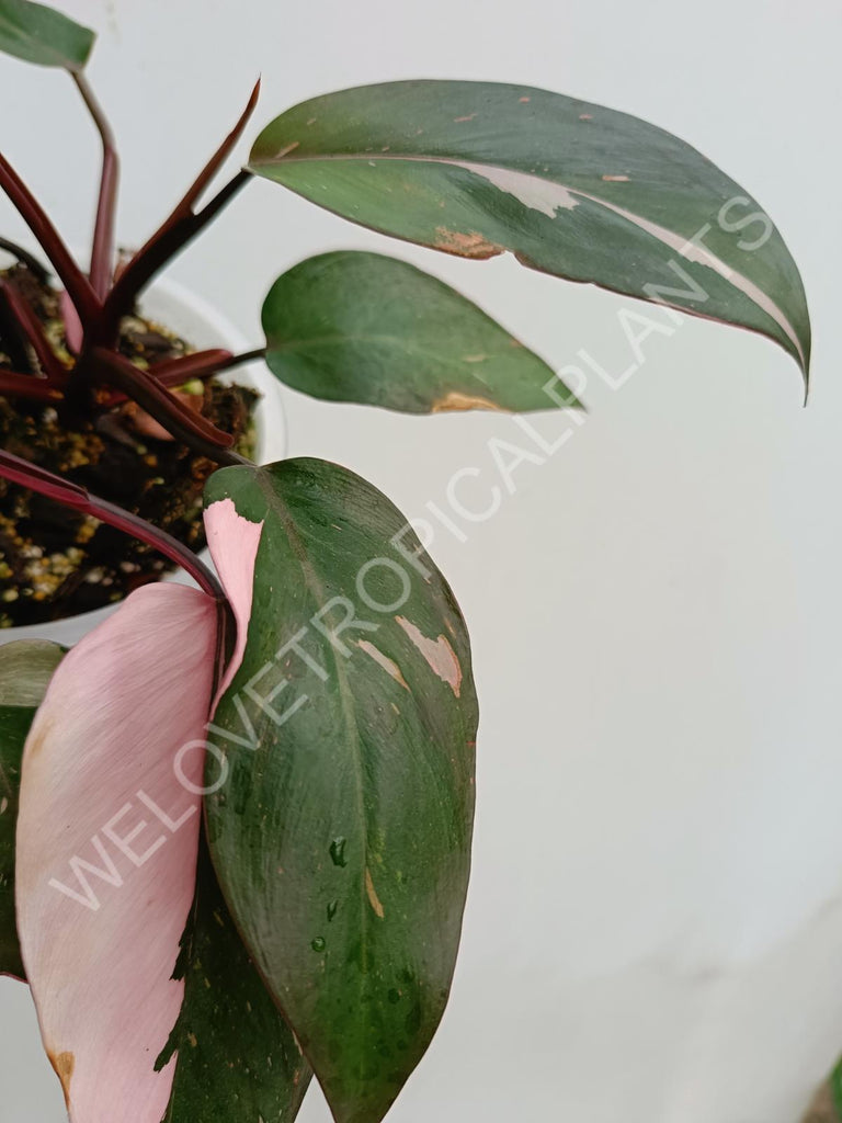 Philodendron pink princess