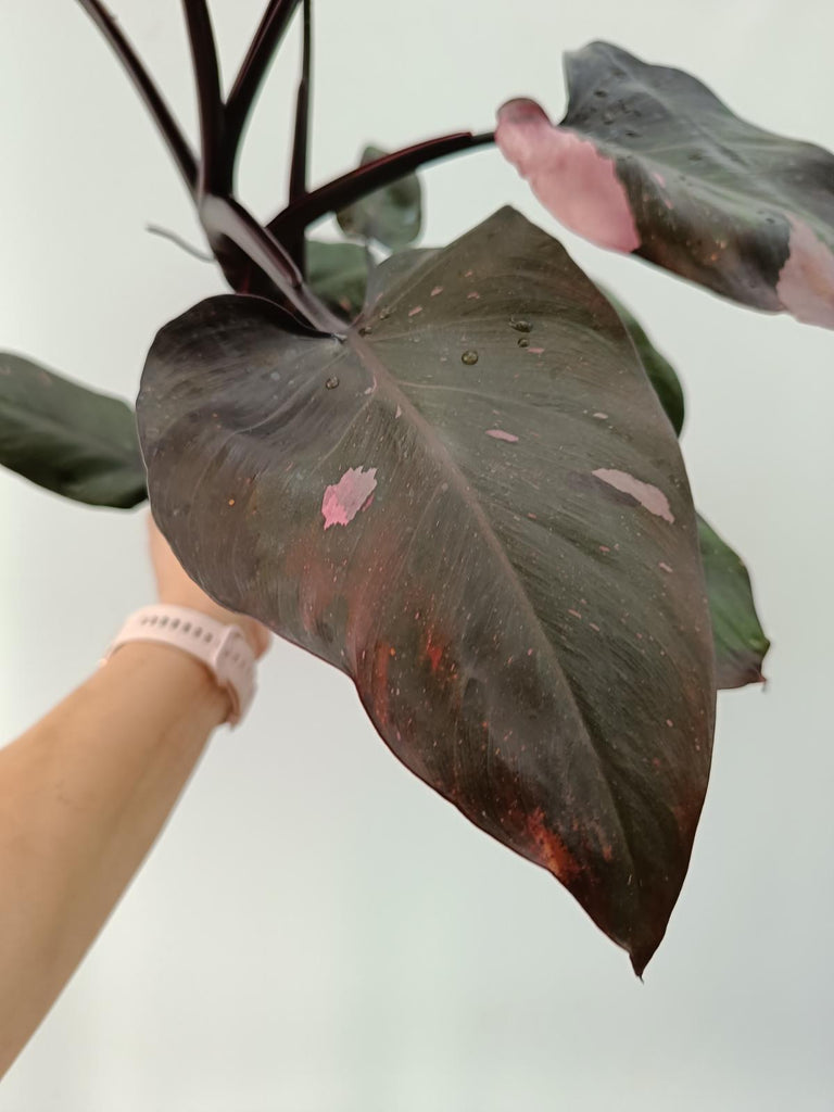 Philodendron pink princess