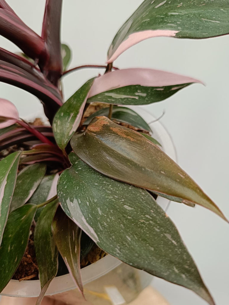 Philodendron pink princess marble