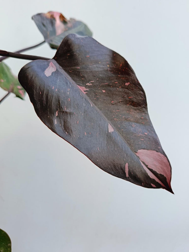 Philodendron pink princess