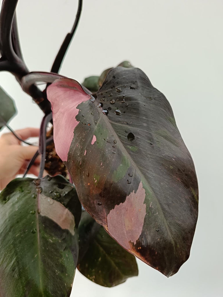 Philodendron pink princess